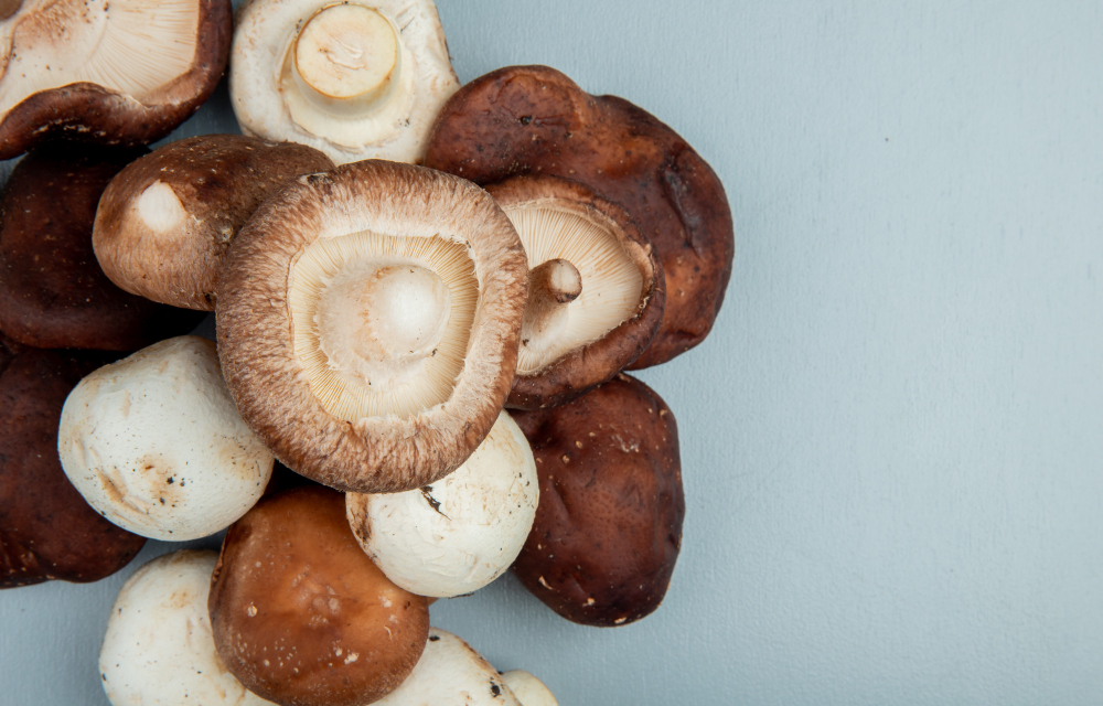 Shiitake